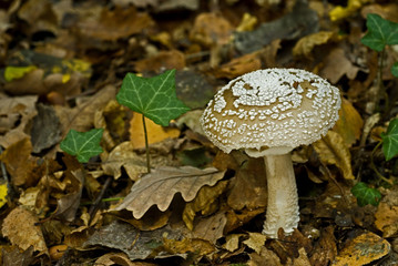 Amanita rubescens / Amanite rougissante