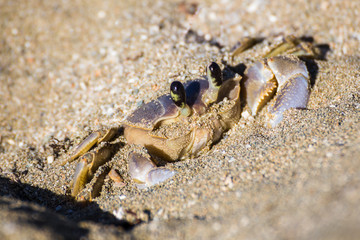 Emerging from the sand