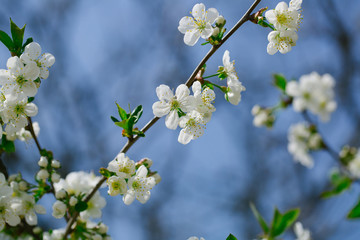 White flowers in blossom