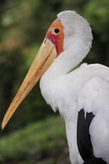Mycteria ibis / Tantale ibis / Tantale africain
