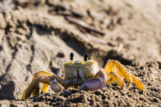 Sand crab emerging from its burrow