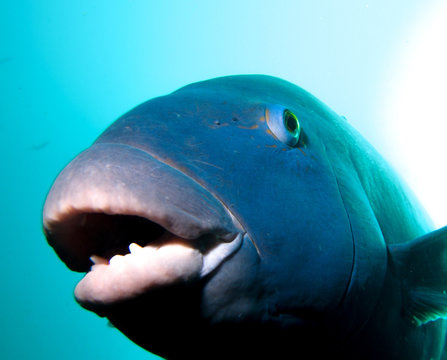 Giant blue groper smiling underwater
