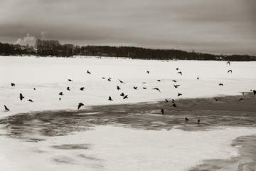 Birds over the river