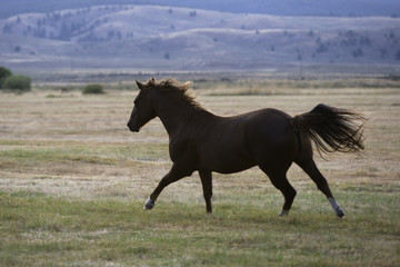Fototapeta na wymiar Cheval / Race 'Quarter Horse'