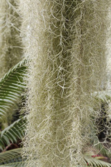 Tillandsia usneoides / Barbe de vieillard