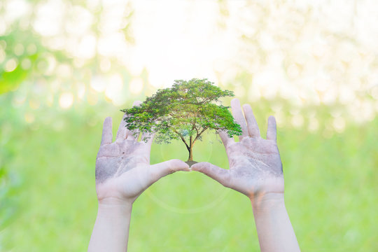 Ecology concept Human hands holding big plant with on blurred sunset background,World Environment Day
