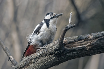 Woodpecker sitting on the tree. Great Spotted Woodpecker (Dendrocopos major), female.