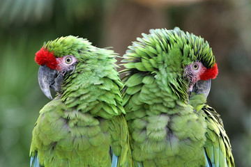 Ara militaire / Ara militaris © PIXATERRA