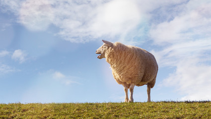 Naklejka premium Schaf auf dem Deich