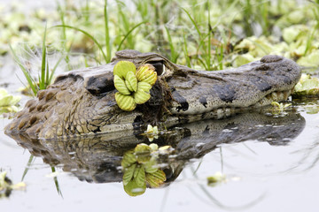 Melanosuchus niger / Caïman noir
