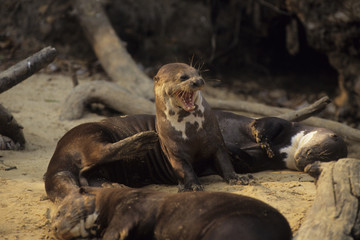 Pteronura brasiliensis / Loutre géante du Brésil
