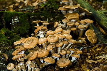 Armillaria mellea / Armillaire couleur de miel