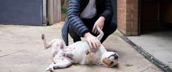 Man tickling belly of dog laying on back