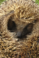 Erinaceus europaeus / Hérisson d'Europe occidentale