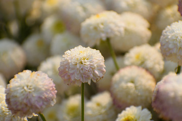 White button shaped chrysanthemum flowers