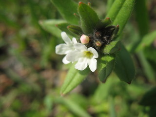 Весна пришла