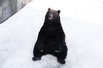 Brown bear (Ursus arctos) sits on the snow