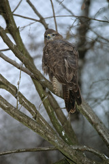 Buteo buteo  / Buse variable