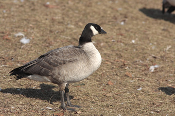 Branta hutchinsii / Bernache de Hutchins