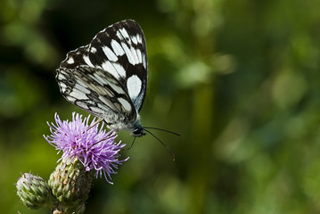 Melanargia galathea / Demi deuil