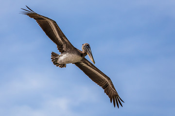 Pelican searching for fish