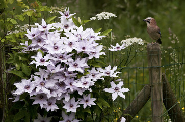 Garrulus glandarius / Geai des chênes