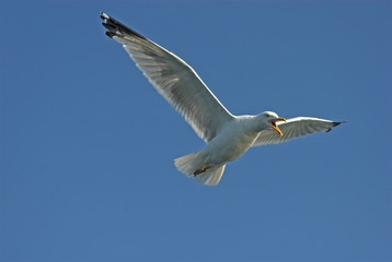 Larus argentatus / Goéland argenté