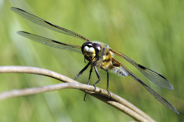 Libellula quadrimaculata / Libellule à quatre taches