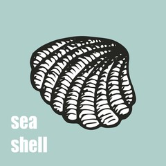 sea shell vector illustration