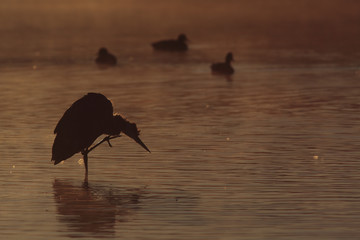 Ardea herodias / Grand héron bleu