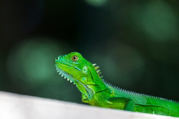 Fototapeta premium Baby Green Iguana