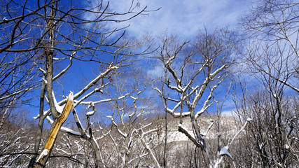 Snow and forest with bluesky Noboribetsu onsen