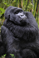 Gorilla gorilla beringei : Gorille de montagne