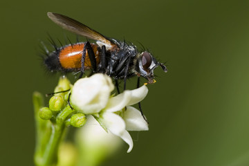 Eriothrix rufomaculatus / Eriothrix à taches rousses