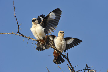 Dinemellia dinemelli / Alecto à tête blanche