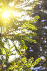 Obraz premium Pine or spruce Branch on the frost - Natural winter or spring background