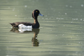 Aythya fuligula / Fuligule morillon
