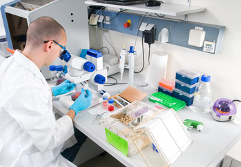 Young scientist works in the laboratory