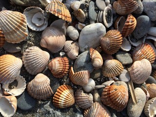 Beach full of shells