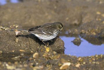 Anthus spinoletta / Pipit spioncelle