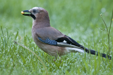 Garrulus glandarius / Geai des chênes