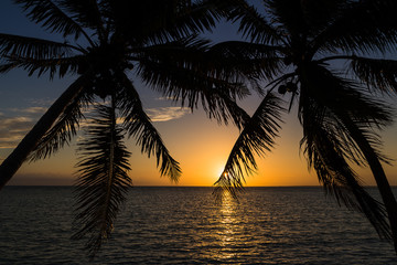 Palm trees at dawn