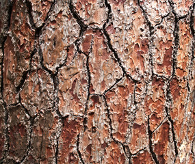 Texture pine tree bark