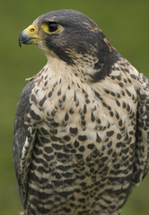 Falco peregrinus/ Faucon pélerin
