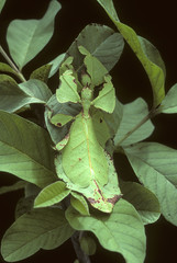 Phyllium pulchrifolium