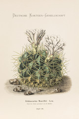 Echinocactus Monvillei / Gymnocalycium monvillei