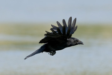 Corvus corone corone / Corneille noire