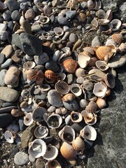 Beach full of shells