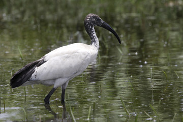 Threskiornis aethiopica / Ibis sacré
