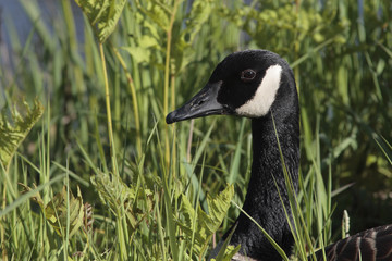 Branta canadensis / Bernache du Canada